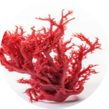 seaweed