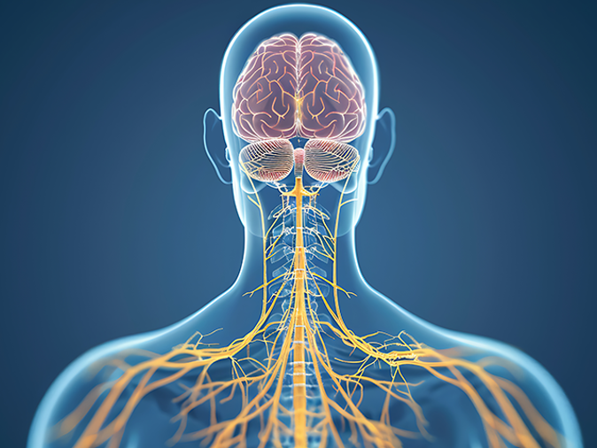 ระบบประสาทคืออะไร สำคัญอย่างไร?